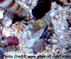  Alpheus djeddensis (Dijibouti Pistol Shrimp)