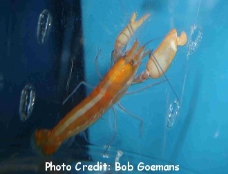  Alpheus immaculatus (Anemone Pistol Shrimp)