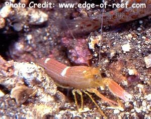  Alpheus ochrostriatus (Fine-Striped Snapping Shrimp)