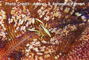  Altopontonia brockii (Urchin Shrimp)