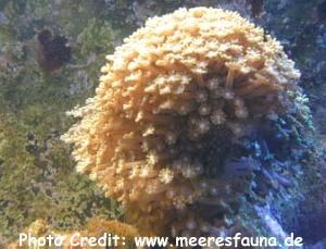  Alveopora catalai (Branching Flower Pot Coral)