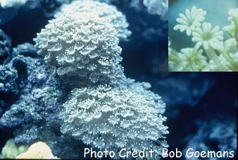  Alveopora gigas (Daisy Coral)