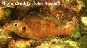  Amblycirrhites bimacula (Twospotted Hawkfish)