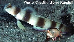  Amblyeleotris fontanesii (Giant Prawn Goby)