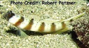  Amblyeleotris gymnocephala (Masked Shrimp Goby)