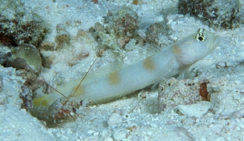  Amblyeleotris harrisorum (Kiritmati Prawn Goby)