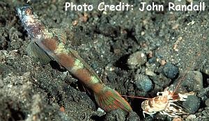  Amblyeleotris latifasciata (Wide-barred Shrimp Goby)