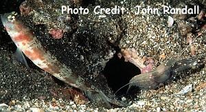  Amblyeleotris periophthalma (Periophthalma Prawn Goby)