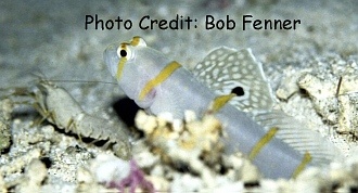  Amblyeleotris randalli (Randall’s Prawn Goby)