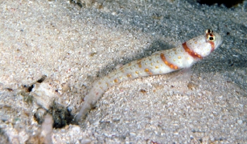  Amblyeleotris rhyax (Volcano Shrimp Goby)