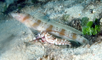  Amblyeleotris rubrimarginata (Redmargin Shrimp Goby)