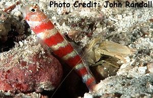  Amblyeleotris wheeleri (Gorgeous Prawn Goby)