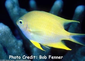  Amblyglyphidodon aureus (Golden Damselfish)