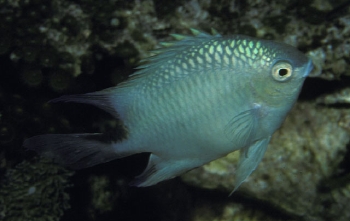  Amblyglyphidodon batunai (Batuna Damselfish)