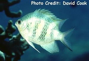  Amblyglyphidodon curacao (Staghorn Damselfish)