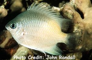  Amblyglyphidodon flavilatus (Yellow Damselfish)