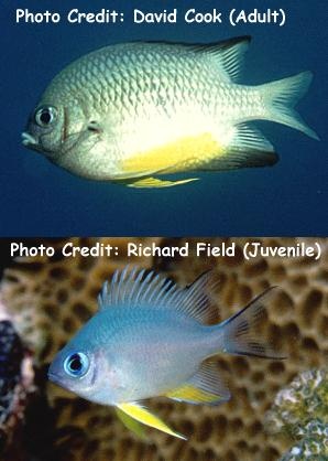  Amblyglyphidodon leucogaster (Yellowbelly Damselfish)