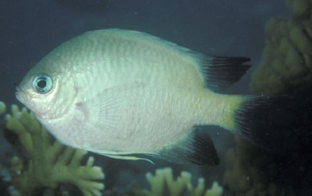  Amblyglyphidodon melanopterus (Tonga Blackfin)