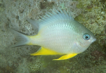  Amblyglyphidodon orbicularis (Orbicular Damsel)