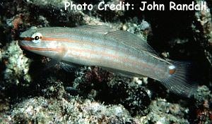  Amblygobius decussatus (Orangelined Goby, Orangemarked Goby)