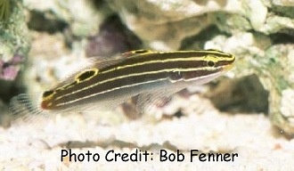  Amblygobius hectori (Hector’s Goby)