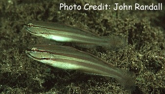  Amblygobius nocturnus (Nocturnal Goby)