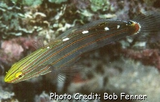  Amblygobius rainfordi (Rainford’s Goby, Old Glory Goby)