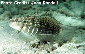  Amblygobius semicinctus (Halfbarred Goby, Dragon Goby)