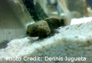  Amblygobius sphynx (Sphinx Goby)