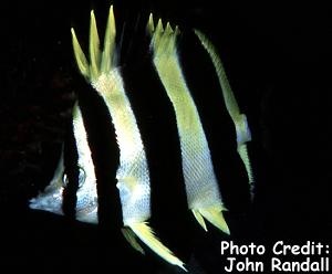  Amphichaetodon howensis (Lord Howe Butterflyfish, Lord Howe Coralfish)