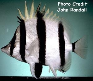  Amphichaetodon melbae (San Felix Butterflyfish, Narrow-barred Butterflyfish)