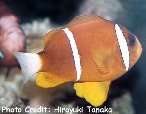  Amphiprion akindynos (Barrier Reef Anemonefish)