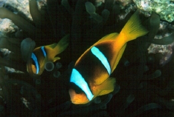  Amphiprion bicinctus  (Twoband Anemonefish )