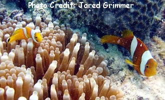  Amphiprion chagosensis  (Chagos Anemonefish )