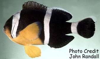  Amphiprion chrysogaster  (Mauritian Anemonefish )