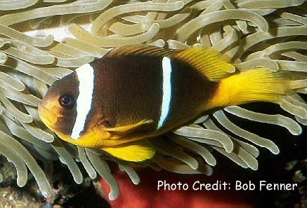  Amphiprion chrysopterus  (Orange fin Anemonefish, Bluestriped Anemonefish)