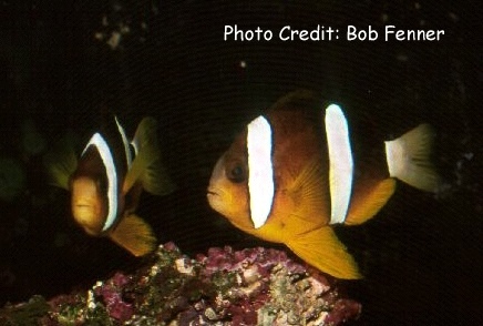  Amphiprion clarkii  (Clark's Anemonefish )