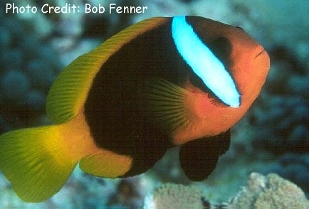  Amphiprion frenatus  (Tomato Anemonefish, Tomato Clown )