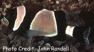  Amphiprion latezonatus  (Wideband Anemonefish, Latezonatus Clownfish )