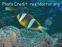  Amphiprion latifasciatus  (Madagascar Anemonefish )