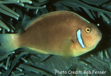  Amphiprion leucokranos  (Whitebonnet Anemonefish )