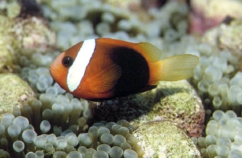  Amphiprion melanopus  (Red and Black Anemonefish, Cinnamon Anemonefish, Dusky Anemonefish, Fire Clownfish)
