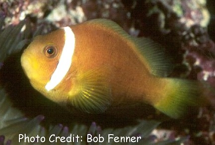  Amphiprion nigripes  (Maldives Anemonefish, Blackfinned Anemonefish, Rose Skunk Clownfish )