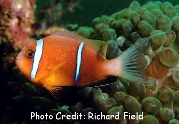  Amphiprion omanensis  (Oman Anemonefish )