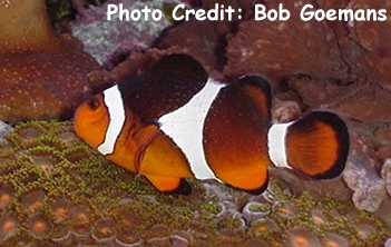  Amphiprion percula  (Percula Clownfish, Percula, Clown Anemonefish )
