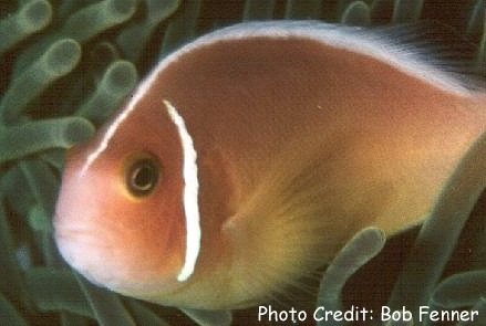  Amphiprion perideraion  (Pink Skunk Anemonefish, Pink Skunk Clownfish )