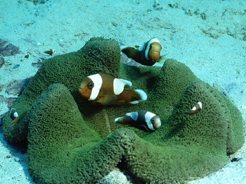  Amphiprion polymnus  (Saddleback Anemonefish, Saddleback Clownfish )