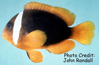  Amphiprion rubrocinctus  (Australian Anemonefish, Red Clownfish)