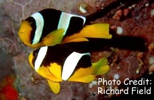  Amphiprion sebae  (Sebae Anemonefish )