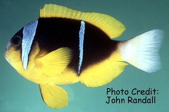  Amphiprion allardi (Allard's Anemonefish)